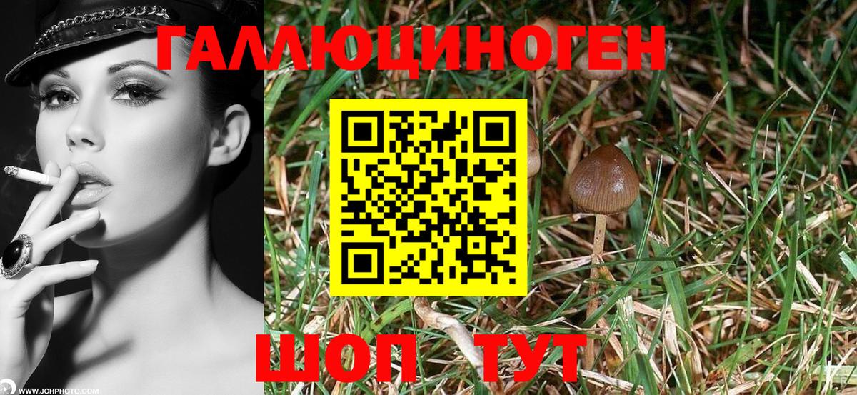 что такое   Псилоцибиновые грибы Cubensis  Вход с VPN  Галлюциногенные грибы прущие грибы  Шелехов 